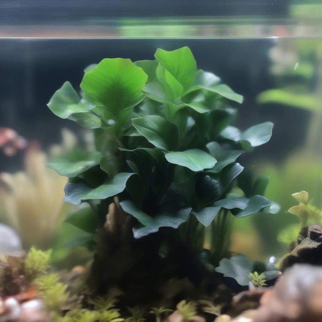 Bucephalandra - Loại cây thủy sinh đắt tiền được ưa chuộng