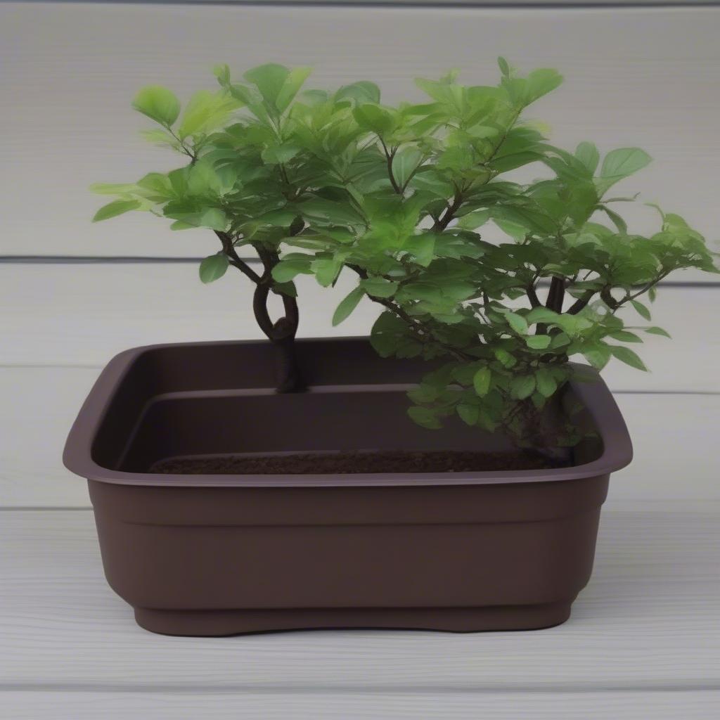 Chậu Nhựa Bonsai