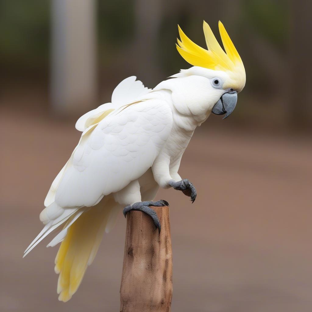 Vẹt Cockatoo Sulphur-crested đang xù lông mào màu vàng chanh, thể hiện sự phấn khích.