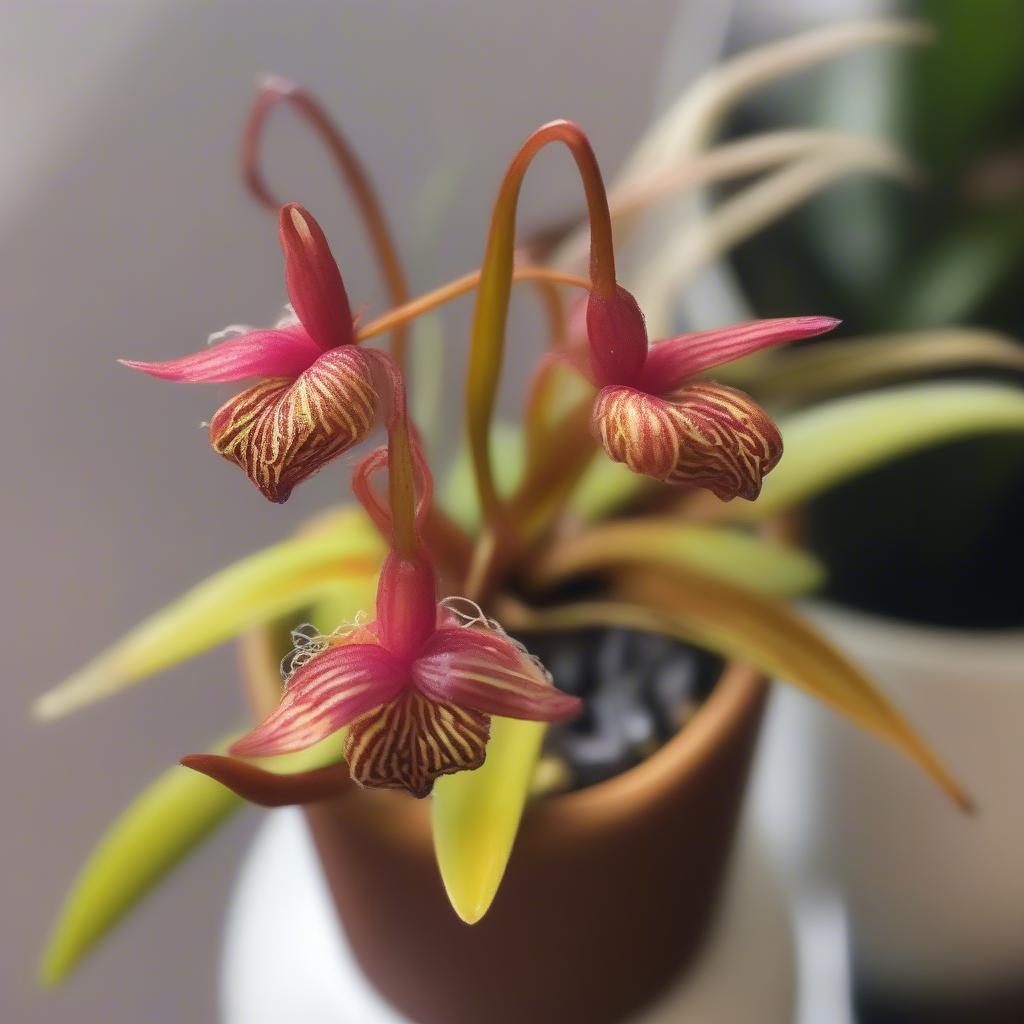 Lan Bulbophyllum Thấp Hơn Trong Chậu